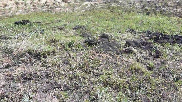 #120 Старая деревня продолжает радовать находками.