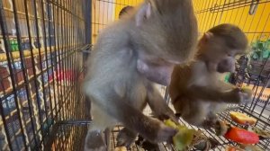 Друзья, мы НАШЛИ МУЖА для нашей Люськи,в Тайган приехал ШИКАРНЫЙ самец гамадрил