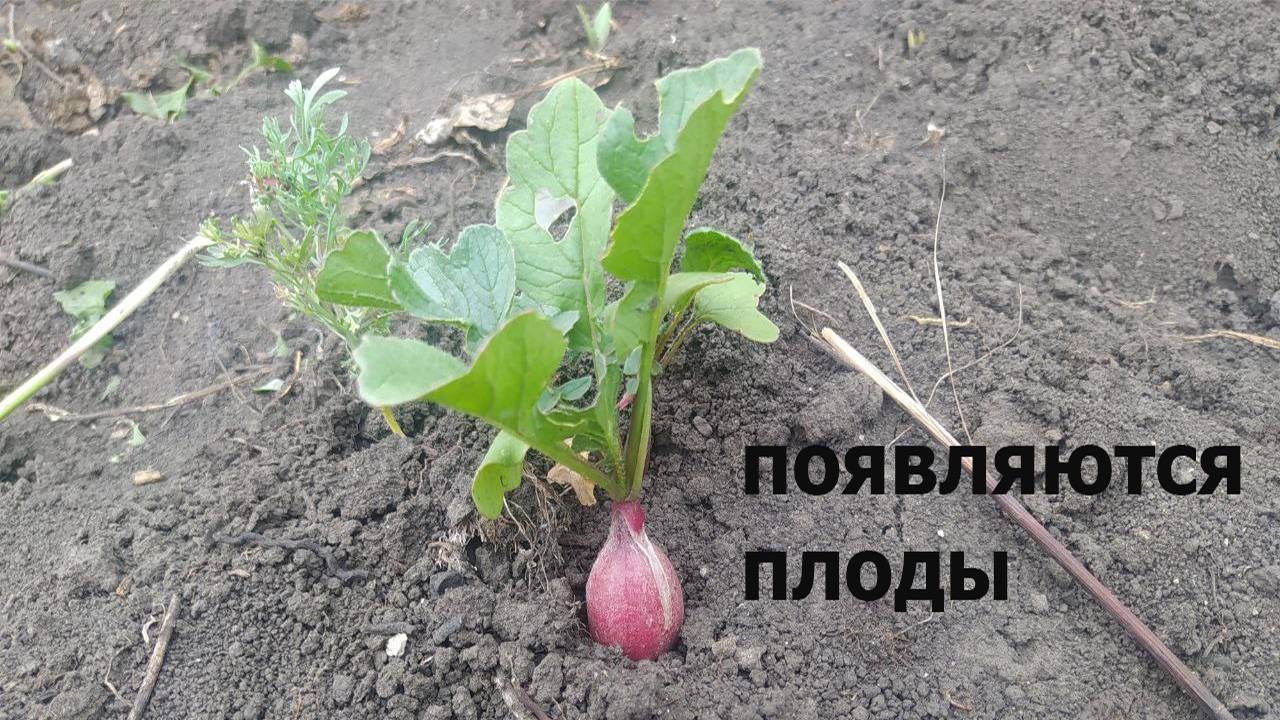 Появляются плоды