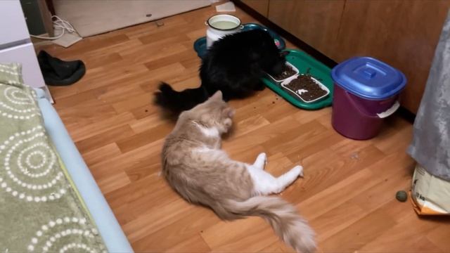 Котики Life Of 6 Cats. 4 июня. Жарко, котики валяются. Сёмочка