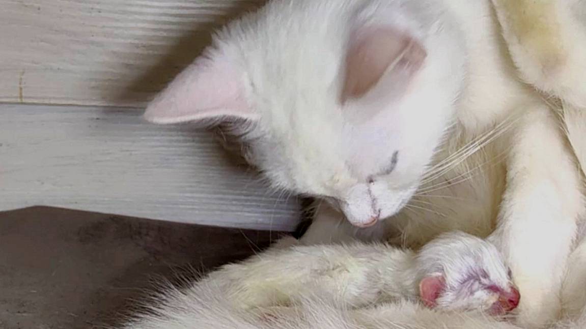 Мама-кошка кормит своего новорожденного котенка. Мама-кошка устала. Котенок мяукает. смотреть онлайн