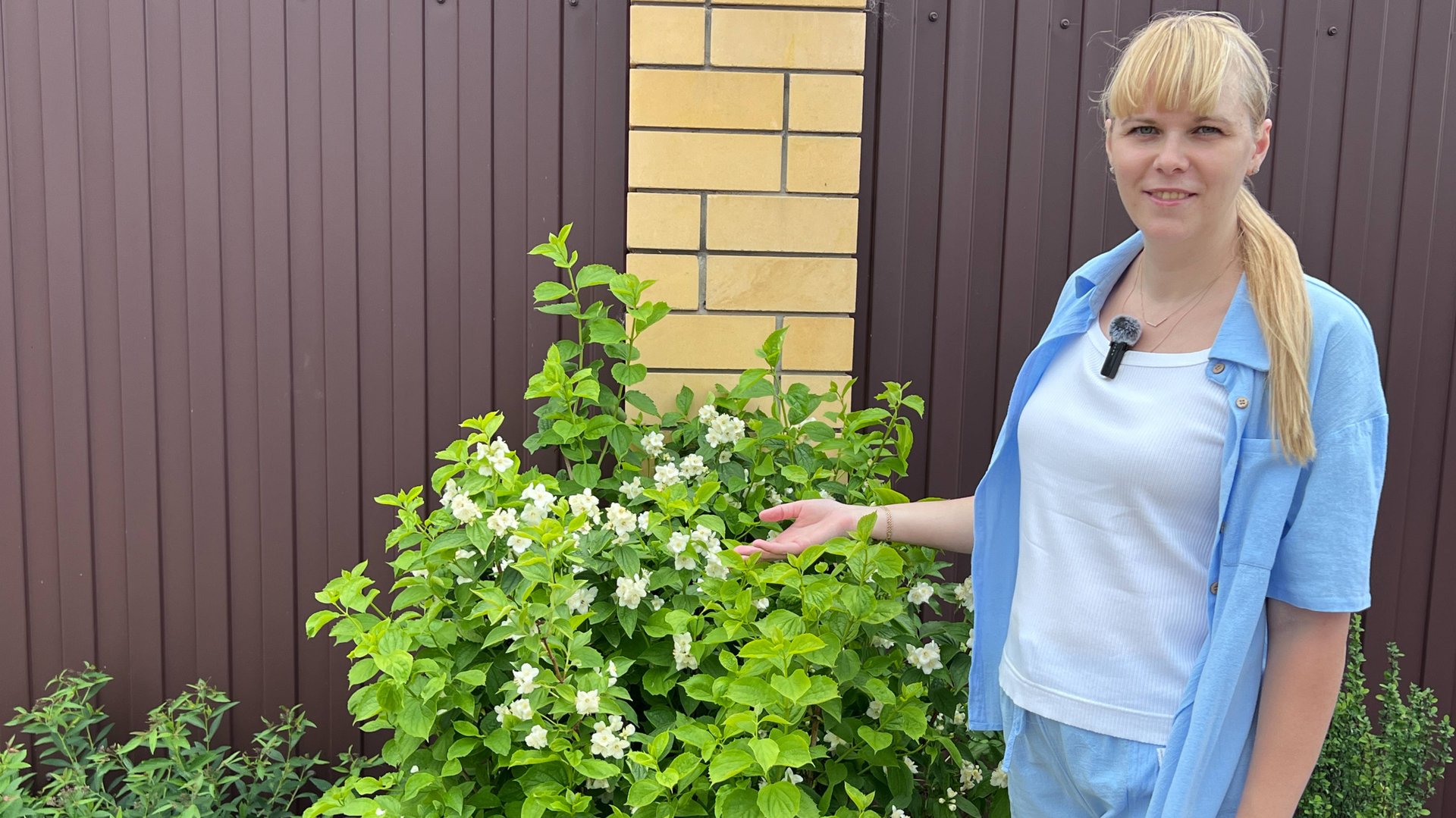 Чубушник - ароматный герой летнего сада. смотреть онлайн