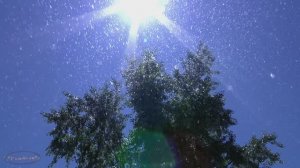 "  Тополя тополя в город мой влюбленные  "   Музыкальная шкатулка