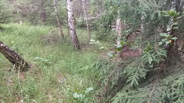 ЭТО СЛЕДЫ Медведя ?ГРИБНОЙ СЕЗОН МОЖНО СЧИТАТЬ ОТКРЫТЫМ смотреть онлайн