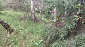 ЭТО СЛЕДЫ Медведя ?ГРИБНОЙ СЕЗОН МОЖНО СЧИТАТЬ ОТКРЫТЫМ