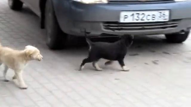 собаки на заправке смотреть онлайн