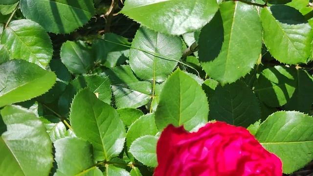 РОЗА🌹 ДАРСИ ОТ,, РОЗЕСМОЛ,,