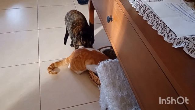 Классное средцтво для зеркала!Животные изучают новый