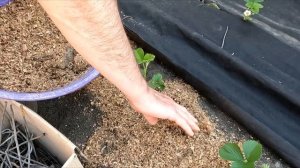 Чёрное агроволокно — как я избавился от сорняков на о?