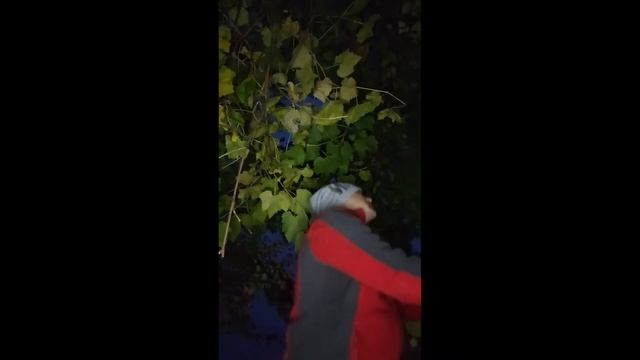 Сбор винограда для вина и чачи Мелеуз Башкирия 20 октяб