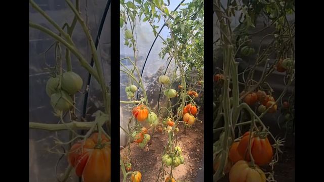 Помидоры Гиганты 2024