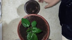 как пересадить китайскую розу на горшок побольше?Кита