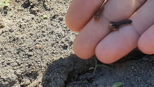 Как избавиться от муравьев и тли за 1 час. 4 простых рец?