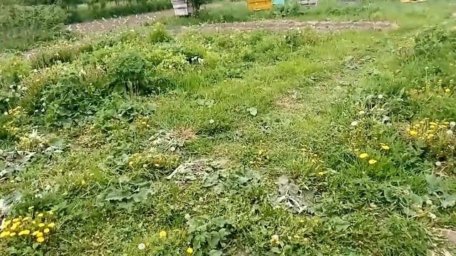 Обзор на 19 мая, продолжаем посадку в грунт.