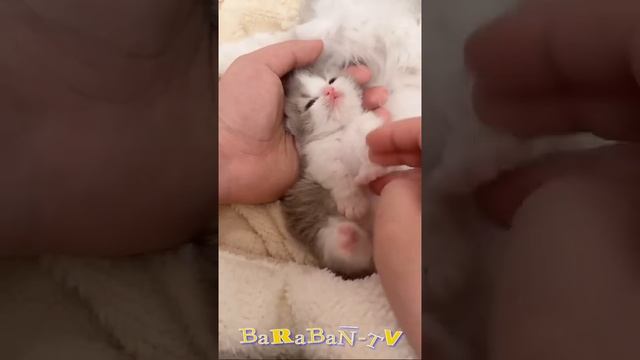 😺 Самые смешные и милые котята в мире! 🐈 Лучшие видео смотреть онлайн