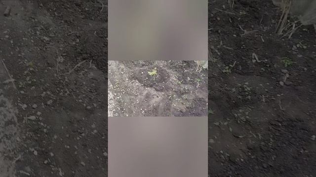 Вспахали огород. Погода не радует, холод, дожди, дела с?