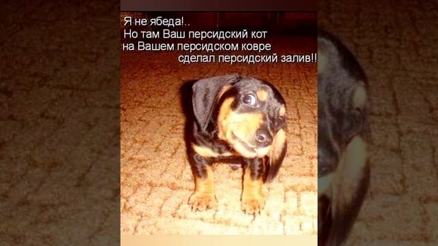 Усатые приколы 🤣🤩 подай ботинок 😅😉 #приколыскотам