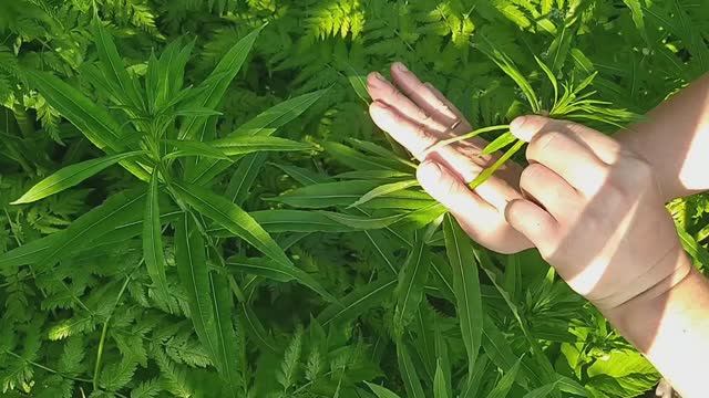 Как сделать иван-чай по-быстрому