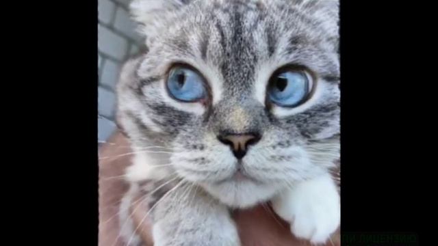 мой Кузьма оказывается поет смотреть онлайн