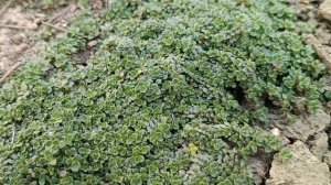 Тимьян - идеальное вечнозелёное почвопокровное расте?