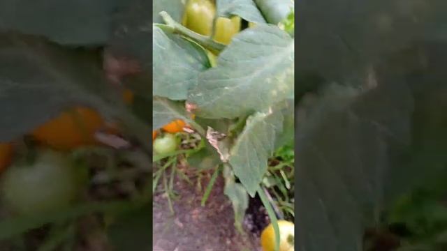Мой классный сорт помидор 2