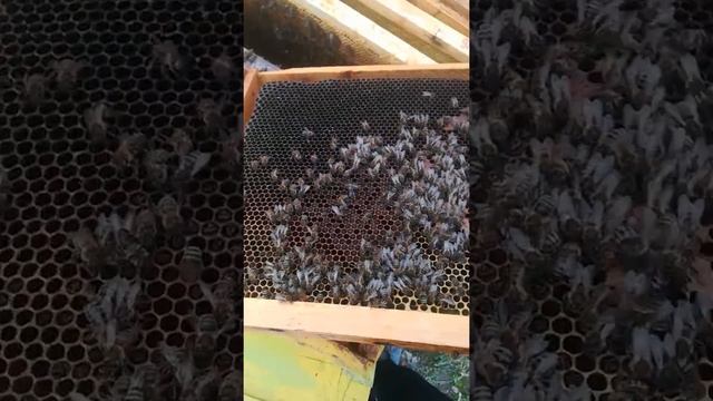 Пчели с стара майка,загинали от глад