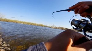 ✅ Favorite Black Swan 982M-T — Тест дальнобійного флагмана! Джиг ?