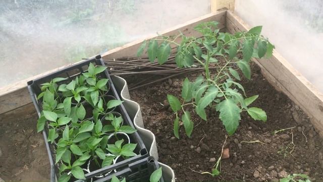 Переваливаю перец, начала высаживать томаты в теплицу смотреть онлайн