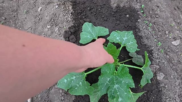 Однако, погорячились. Юра не хочет переживать смотреть онлайн