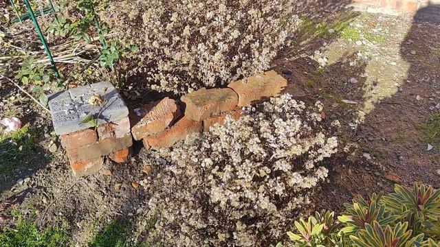 20.12.24г.Ловим теплые денечки.Предновогодние работы на у