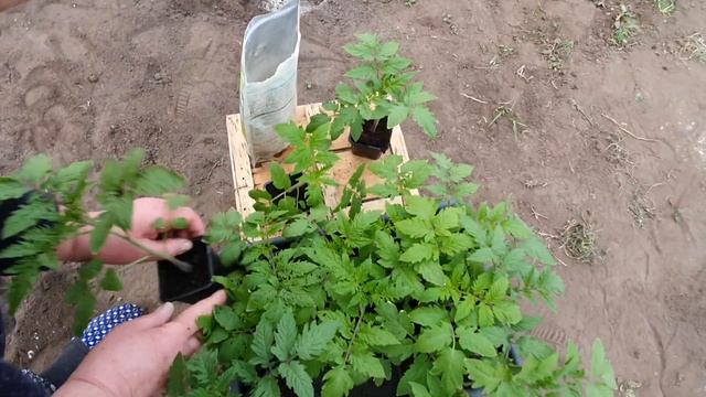 Висадка томатів в закритий грунт, наші рекомендації - ?