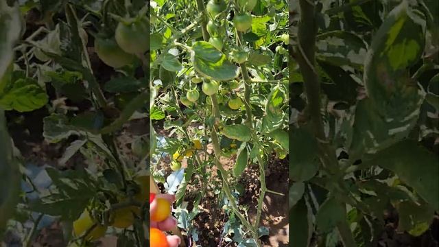 Обзор моих растений после двухнедельной подкормки. Вс