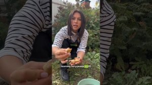 Время тюльпанов пришло!