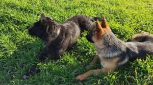 GERMAN SHEPHERD & GIANT SCHNAUZER EAT GRASS || НЕМСКА ОВЧАРКА И РИЗЕНШНАУЦ?