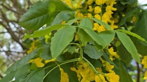 Бобовник "Золотой дождь". Начало июня. Санкт-Петербург