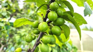 Обзор плодовых деревьев в моём саду