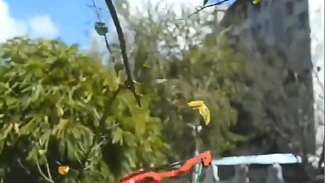 Телескопические ножницы и плодосъёмник  Обрезка вето?