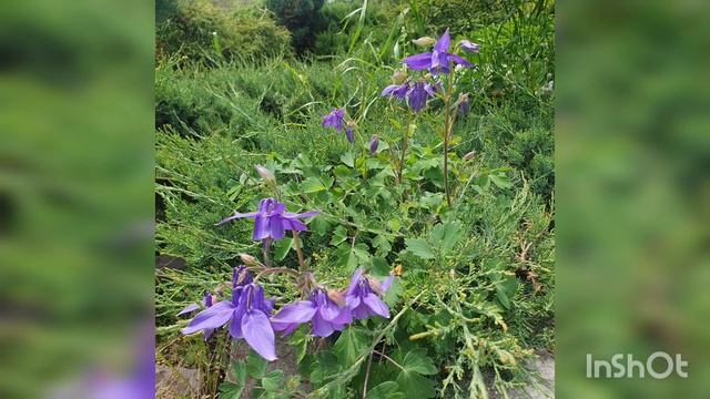 ‼️СЕКОНД ХЕНД‼️ Примеряю рубашки Из мужского отдел?
