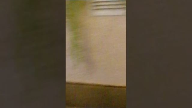 VID-20241101-WA0009.mp4 смотреть онлайн