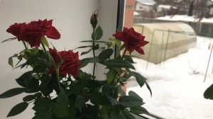 Пересадите розу в более просторный горшок.