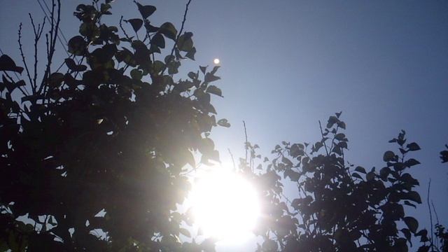 Астрономия: движение солнечного диска в сравнении с неподвижными деревьями