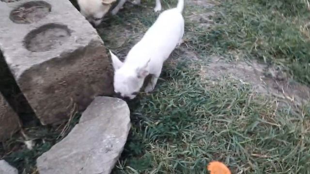 Ежевика зарезервирована Чихуахуа домашний питомник К