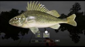 Ёрш, трофейная рыба 145 грамм, озеро Комариное, игра Русская рыбалка 4, снасть, наживка, координаты