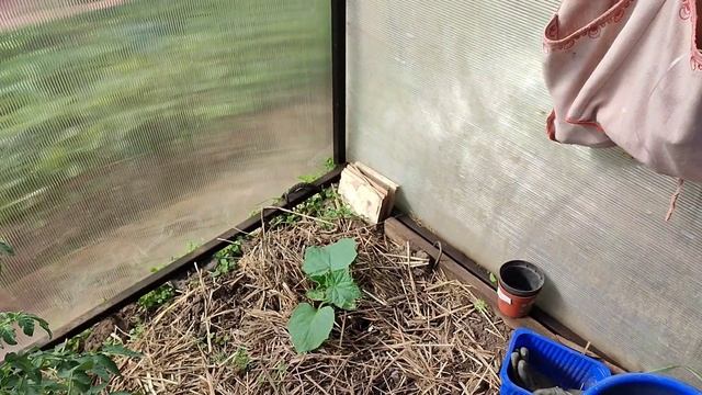 Дачный влог🌿Любимый садик🏡Болталка,поспела жимоло?