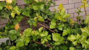 Ежевика Гигант. Как мы подвязали.