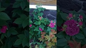 Пепл Лодж роза