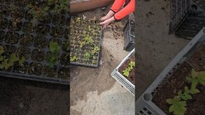 Укоренились черенки голубики, переваливаем в горшки.