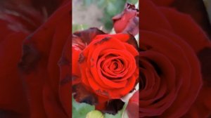Роза Лавли Ред (Lovely Red) ЧГ 🌹