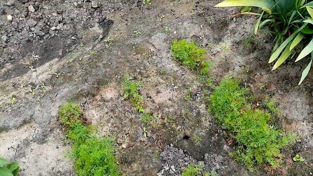 Да же Укроп СГОРЕЛ👍👍👍.  Снова Пекло!!!😒😒😒  Год Стр