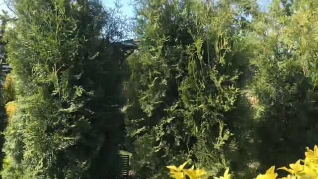 Гарний сад. Весняний сад. Дача. Дача своїми руками #garden